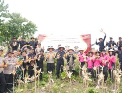 Dukung Ketahanan Pangan Nasional, Sat Brimob Polda Jateng Panen 9 Ton Jagung di Sragen