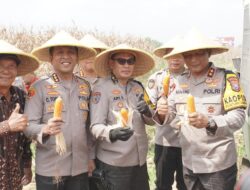 Dukung Program Pemerintah, Kapolda Jatim Sukses Panen Jagung untuk Ketahanan Pangan