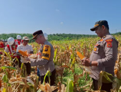 Polri Sukses Kelola Lahan Pertanian Skala Besar, Ekspor Jagung Jadi Bukti Peran Nyata di Sektor Pangan