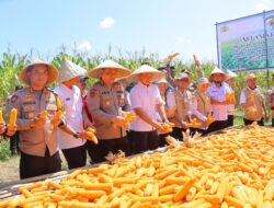 Program Polri Bangkitkan Pertanian Maros, Swasembada Jagung Makin Dekat